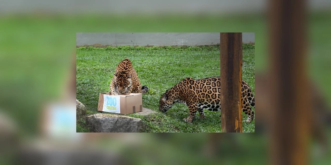 Onça-pintada Angélica morre aos 30 anos no Zoo de Curitiba
