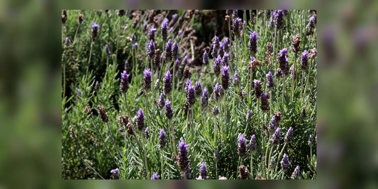 Lei que cria Rota Turística da Lavanda no Paraná é aprovada pela Assembleia Legislativa