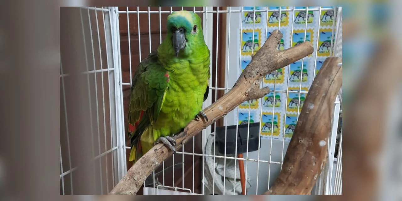 Governo incentiva a guarda responsável de animais silvestres vítimas de maus-tratos