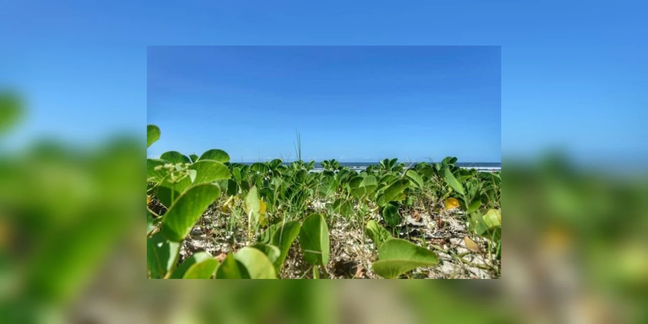 Justiça Federal determina suspensão de corte de restinga nativa na orla de Matinhos