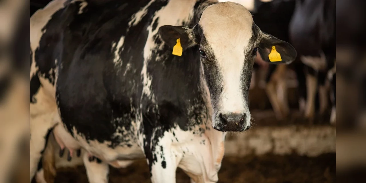 Ministério da Agricultura confirma que caso de vaca louca é atípico e não há risco de transmissão da doença