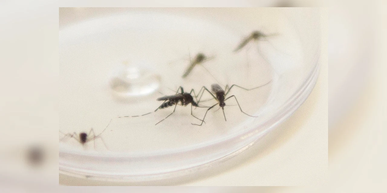 Ministério da Saúde confirma envio emergencial de inseticida para combater o Aedes Aegypti
