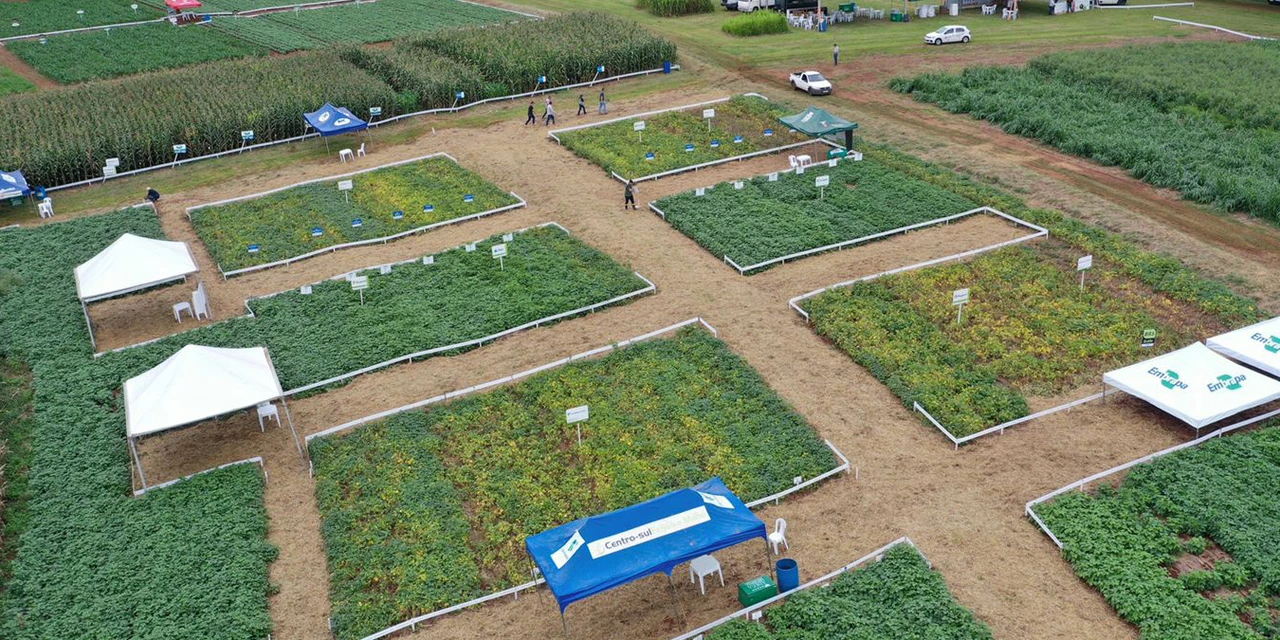 Dias de Campo do IDR-Paraná em Ponta Grossa incentivam melhorias em feijão e milho