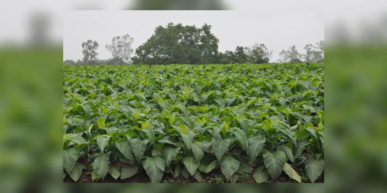 Projeto de lei transfere local de classificação da produção de fumo