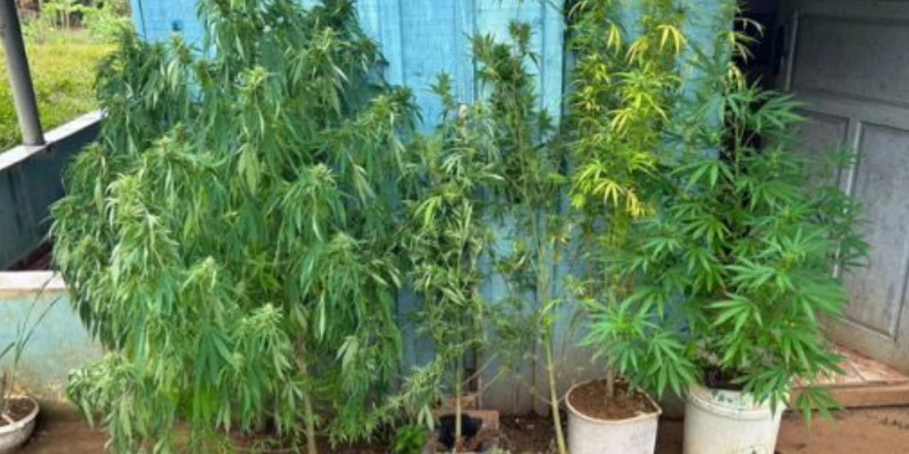 Homem que mantinha linha de produção de maconha é preso nos Campos Gerais