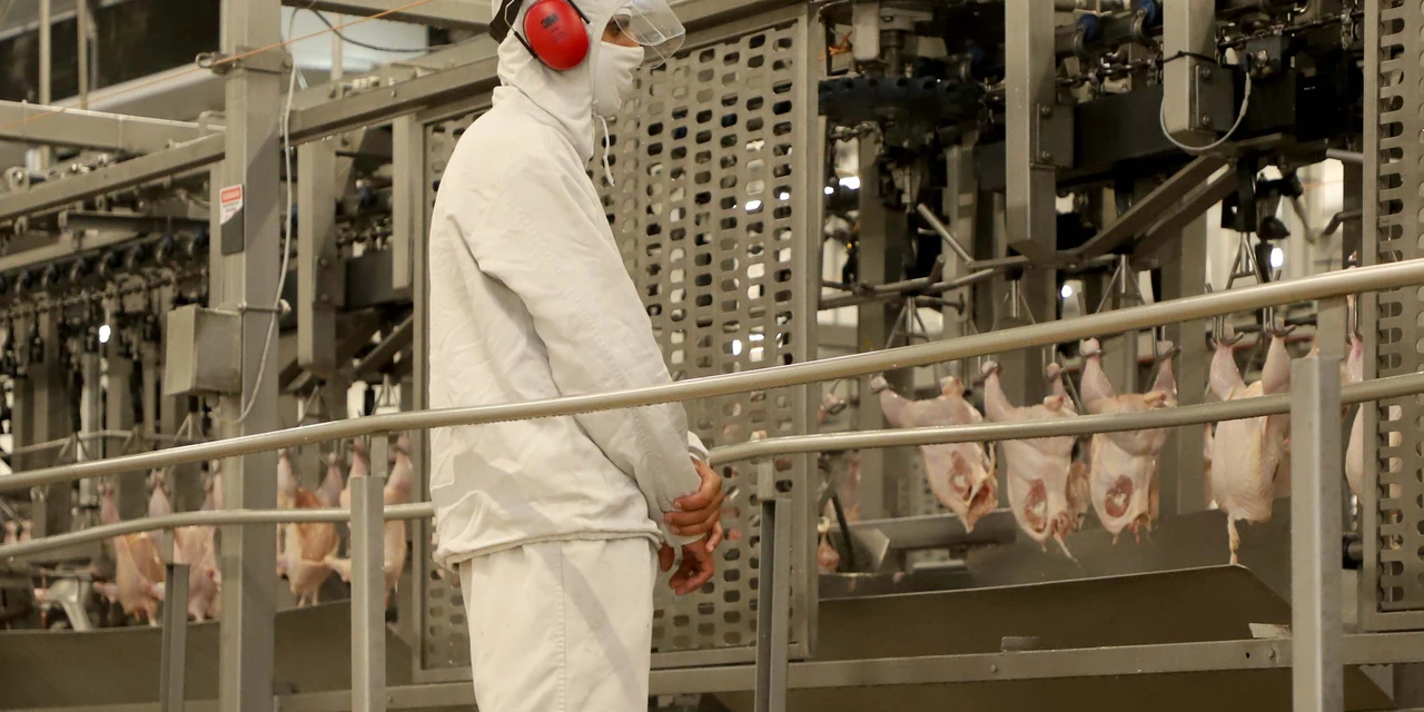 Melhor marca da história: Paraná bate recorde com produção de mais de 2 bilhões de frango em 2022