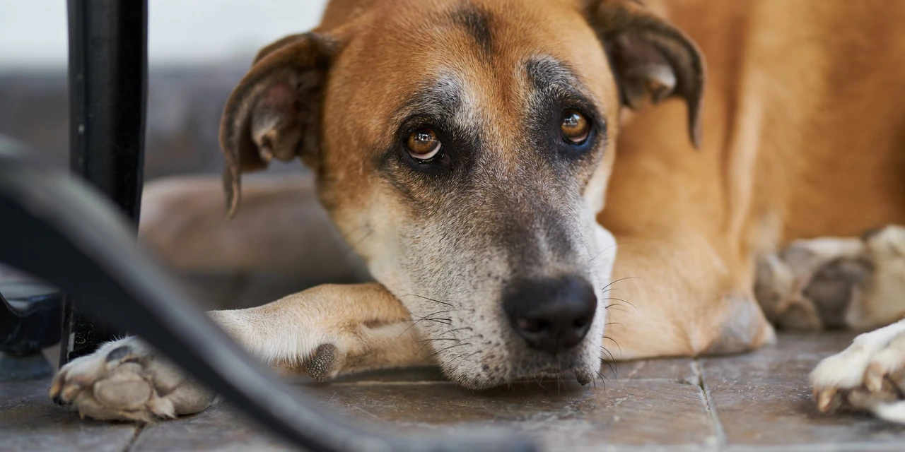 Programa CastraPet pode se tornar política permanente no Paraná