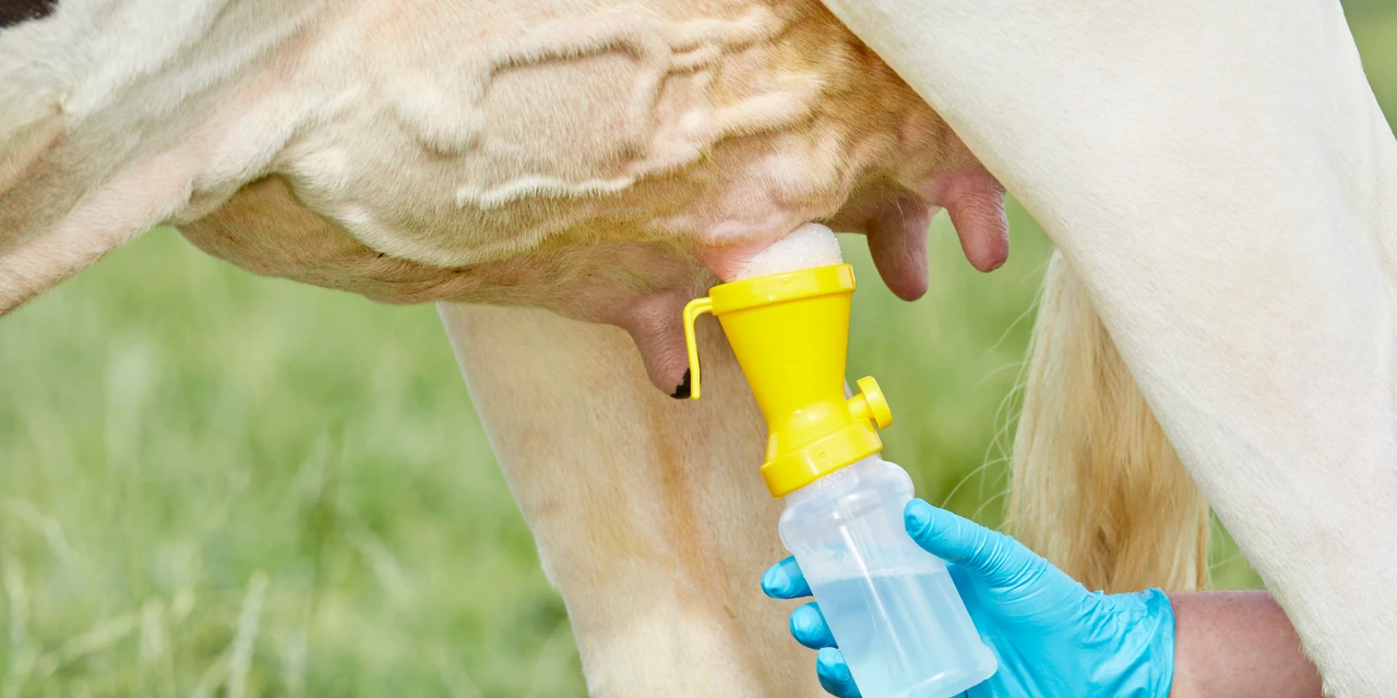 Agro&Negócio: Prejuízos com mastite chegam a R$ 6 bilhões na produção leiteira do Brasil, por Ricardo Weg