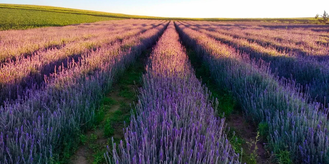Governador sanciona lei que cria a Rota da Lavanda no Paraná
