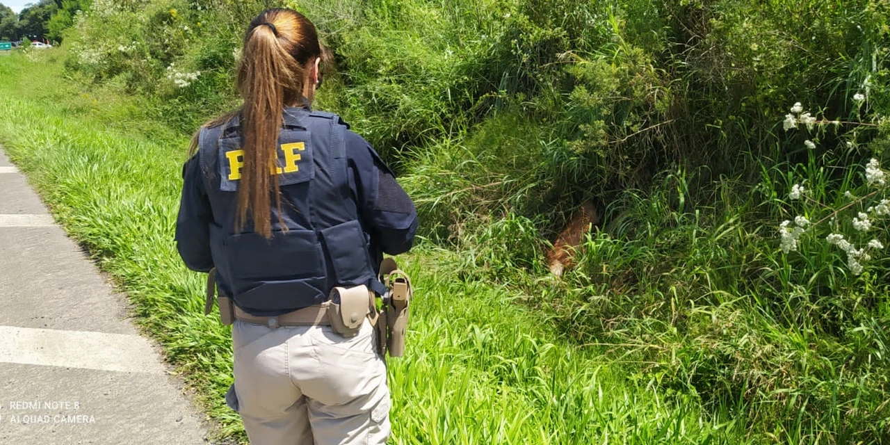 PRF auxilia no resgate de um lobo-guará na BR-373, em PG
