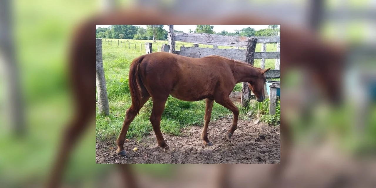 Jovem aniversariante encontra cavalo de estimação esquartejado no Paraná