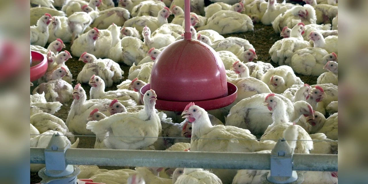 OMS confirma primeira morte por gripe aviária no mundo