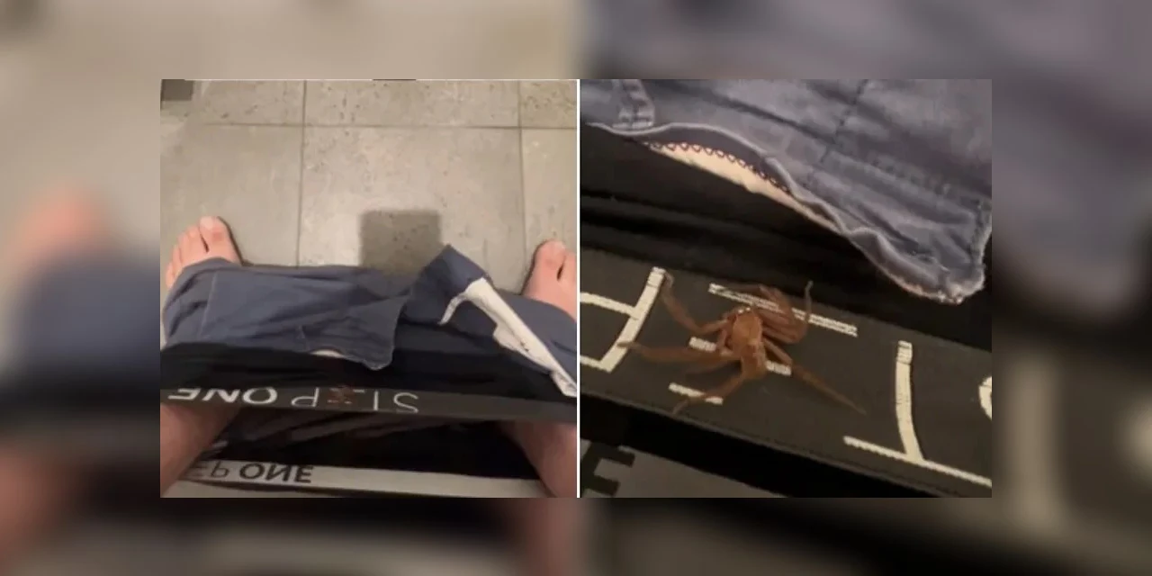 Vídeo: Homem revela ter passado noite com aranha venenosa dentro de cueca