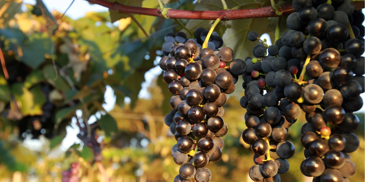 SENAR-PR auxilia no fortalecimento da viticultura do Paraná