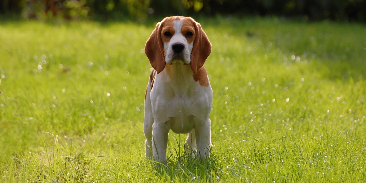 Após boatos, UEPG esclarece que não faz pesquisas com cães da raça 'Beagle'