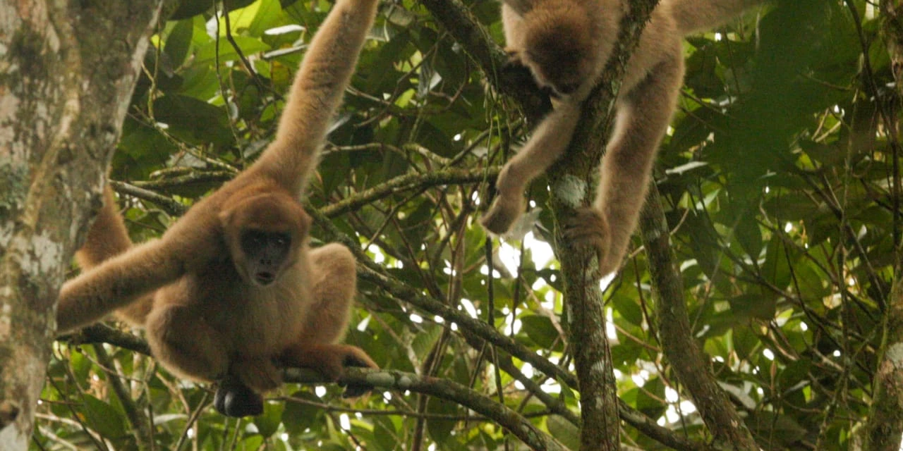 Proteção dos monos ganha aliados na Educação de Castro