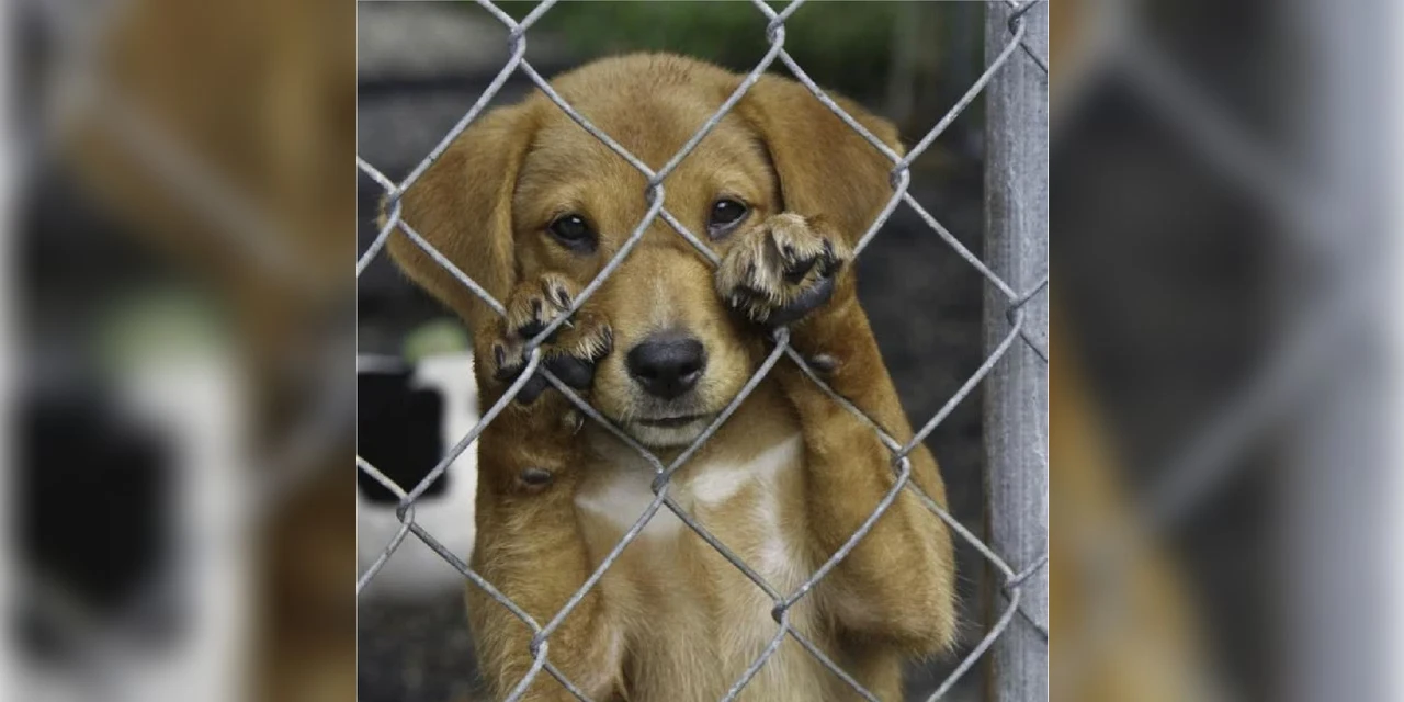 Polícia Civil resgata mais de 25 cães em situação de maus-tratos em cidade da região