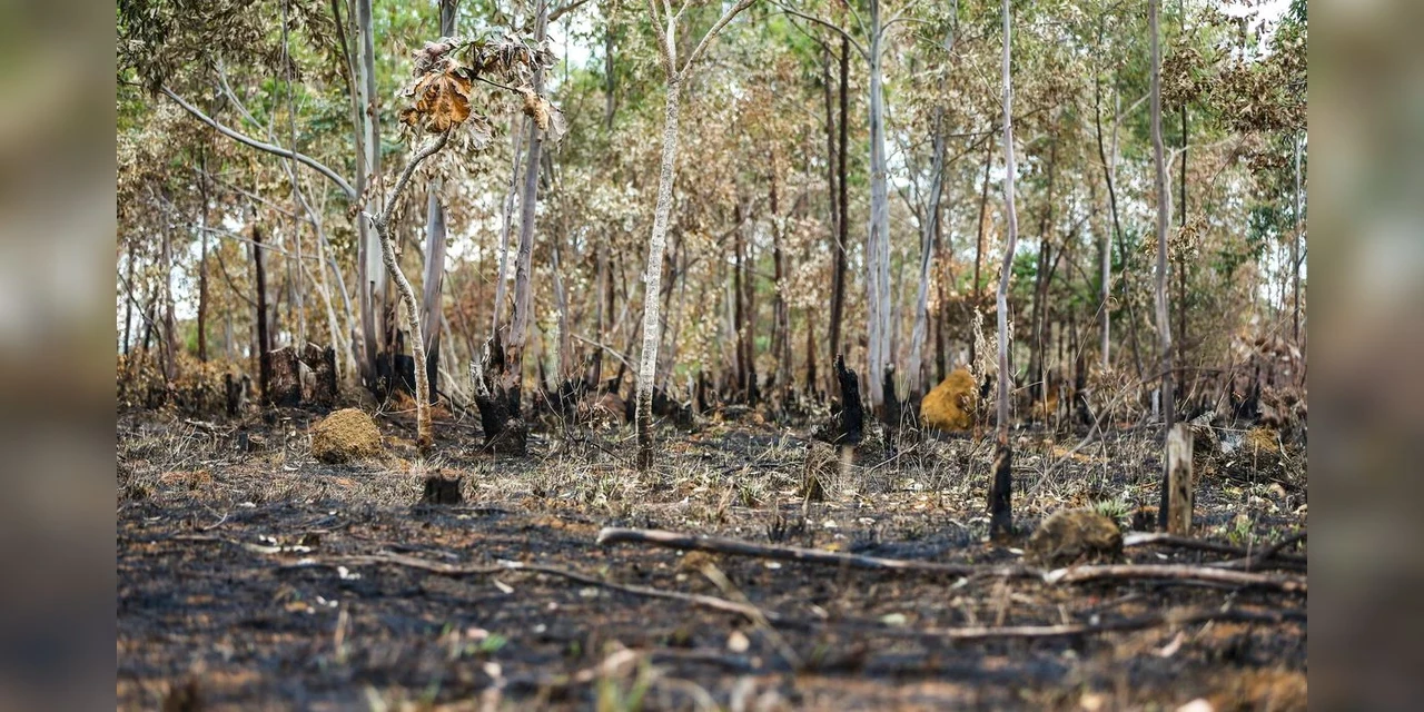 Brasil queimou área equivalente a Colômbia e Chile entre 1985 e 2022