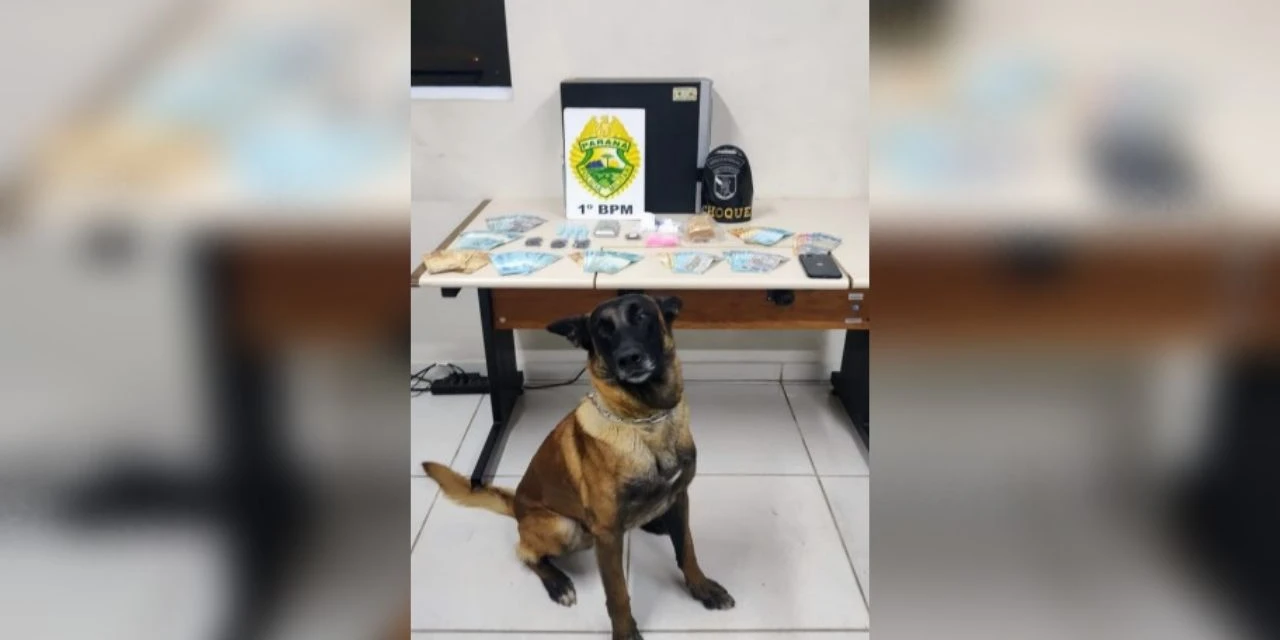 Com apoio de cão de faro, policiais de PG descobrem veículo 'recheado' de drogas