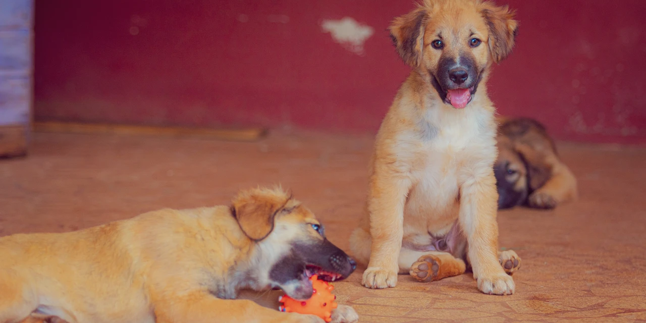 Programas PET e Atléticas da UEPG promovem feira de adoção de animais neste sábado (29)