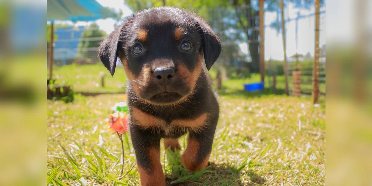 Lago de Olarias recebe feira de adoção de animais neste sábado (29)