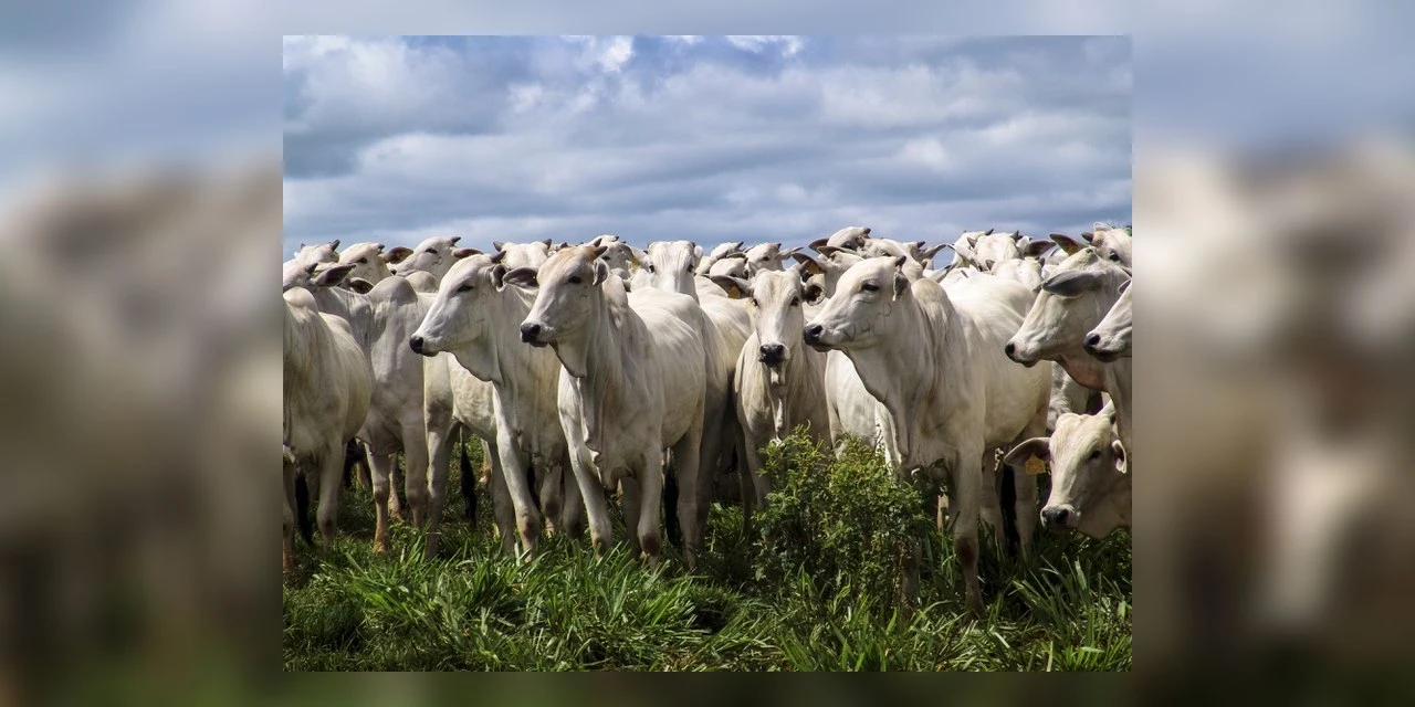 Campanha de atualização dos rebanhos tem início no Paraná