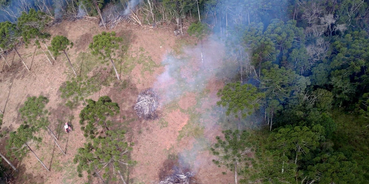 Paraná aplica R$ 3,6 milhões em multas por desmatamento de 462 hectares nos Campos Gerais