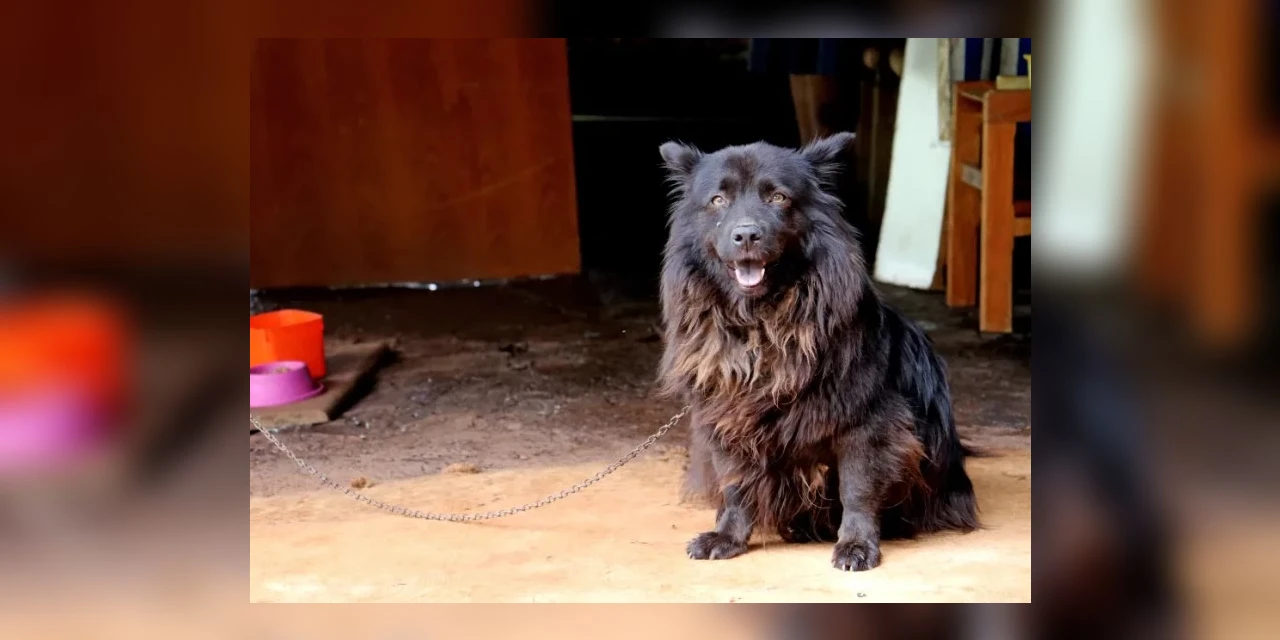 Nova lei proíbe que animais fiquem acorrentados ou presos em Londrina