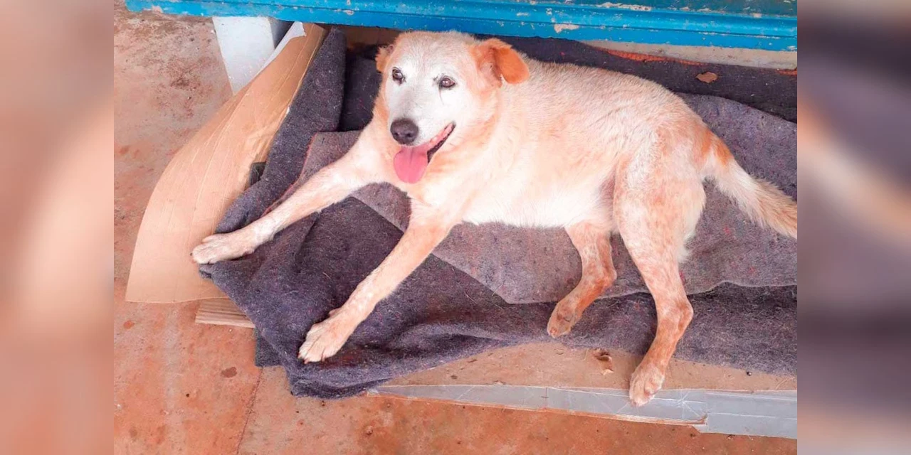 Morre Bandido, o ‘cãopanheiro’ dos servidores da UEPG há mais de 16 anos