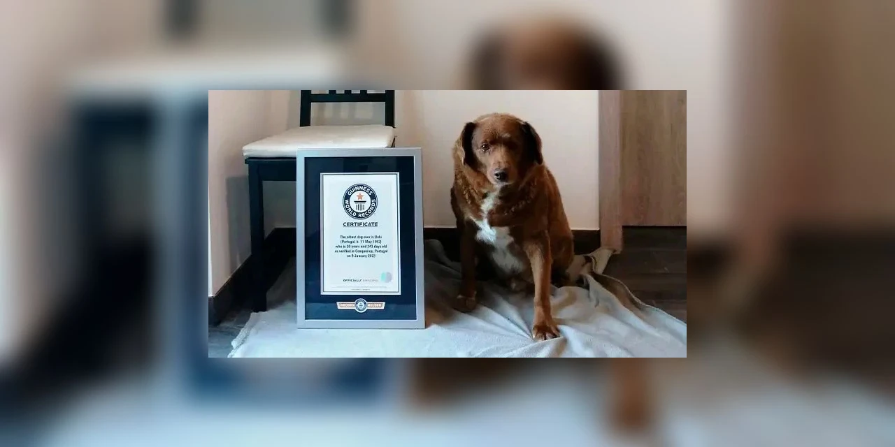 Cachorro mais velho da história completa 31 anos em Portugal