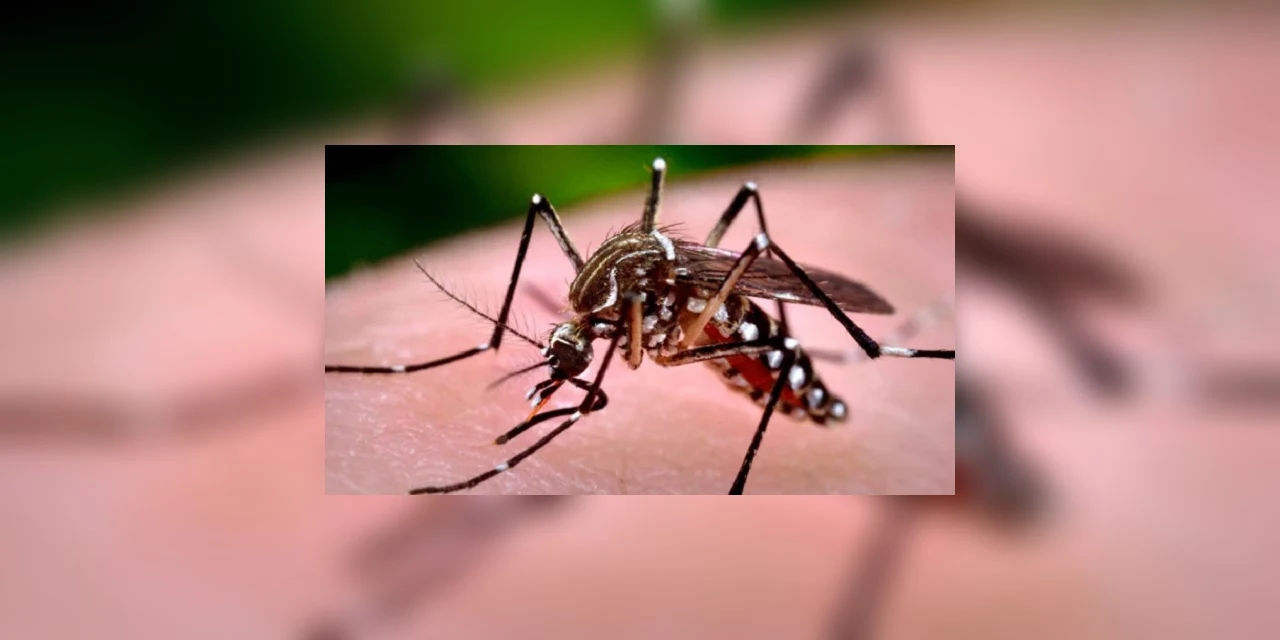 Secretaria da Saúde confirma mais 13 óbitos e 8.299 novos casos de dengue no Paraná