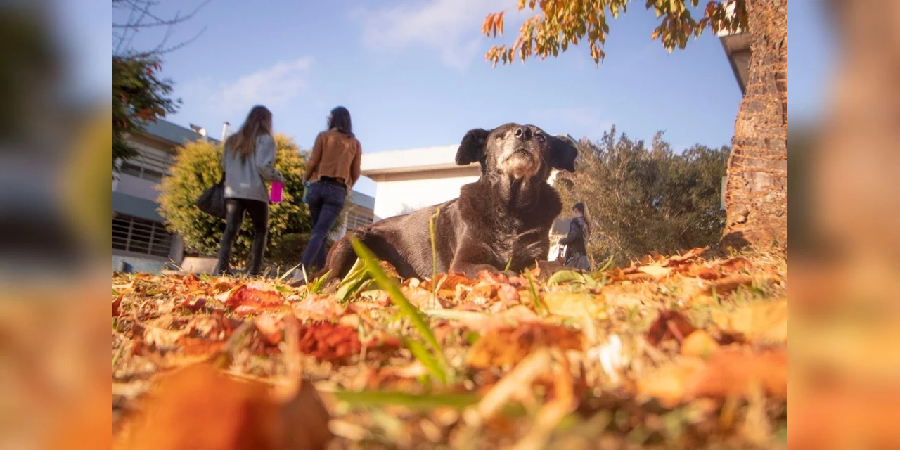 Grupo que auxilia cães na UEPG organiza bazar e pede doações