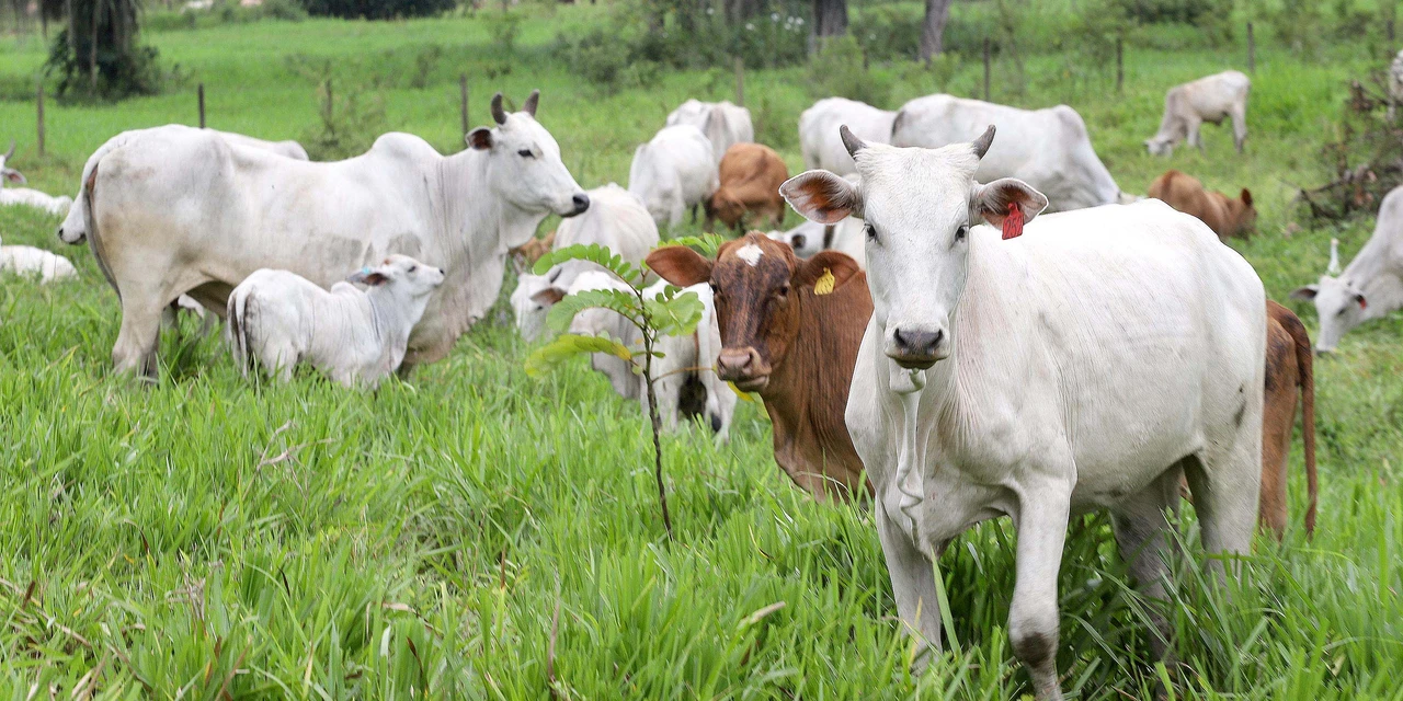 Paraná completa dois anos do status de área livre de febre aftosa sem vacinação neste sábado (27)