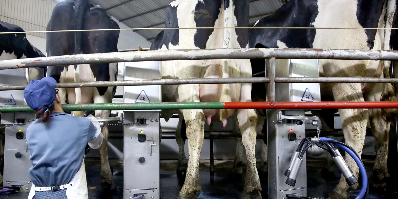 Custo de produção de proteínas animais está em queda no Paraná, aponta boletim