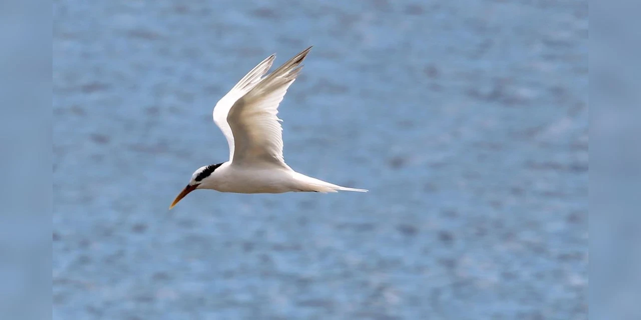 Governo abre crédito de R$ 200 milhões para combater gripe aviária