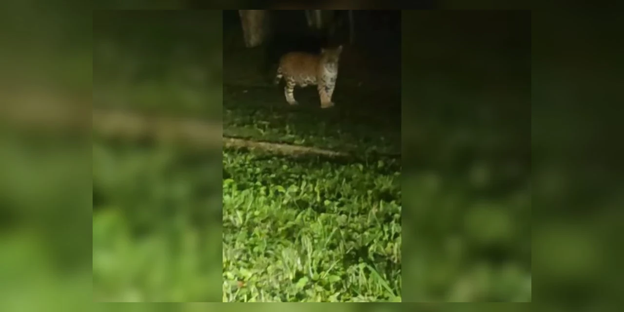 Vídeo: Motorista flagra onça-pintada no Parque Nacional do Iguaçu