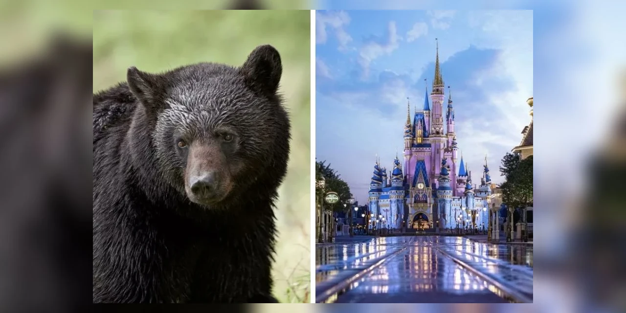 Disney fecha áreas do parque após invasão de urso-negro