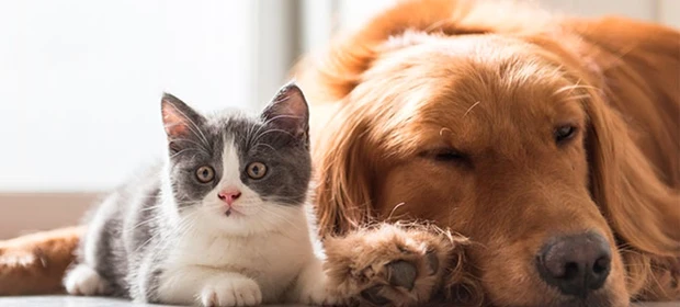 Coluna Marcando História: 'DIREITOS DOS ANIMAIS: quais são eles?', por Andreza Baroni