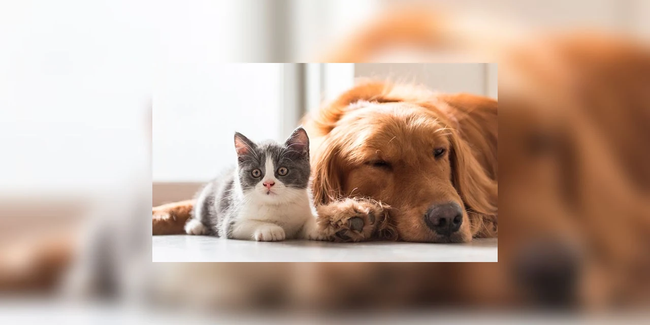 Coluna Marcando História: 'DIREITOS DOS ANIMAIS: quais são eles?', por Andreza Baroni