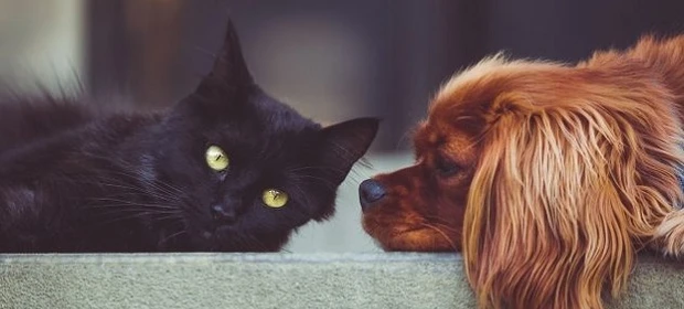 Coluna Marcando História: 'CUIDANDO DOS ANIMAIS: o que o Direito diz?', por Andreza Baroni