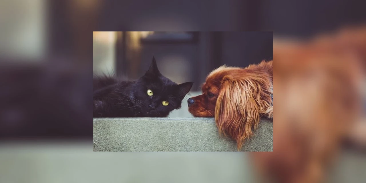Coluna Marcando História: 'CUIDANDO DOS ANIMAIS: o que o Direito diz?', por Andreza Baroni