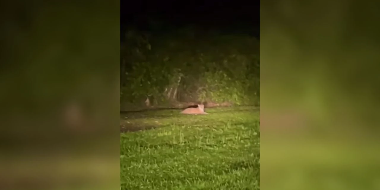 Vídeo: Onça-pintada é flagrada no Parque Nacional do Iguaçu