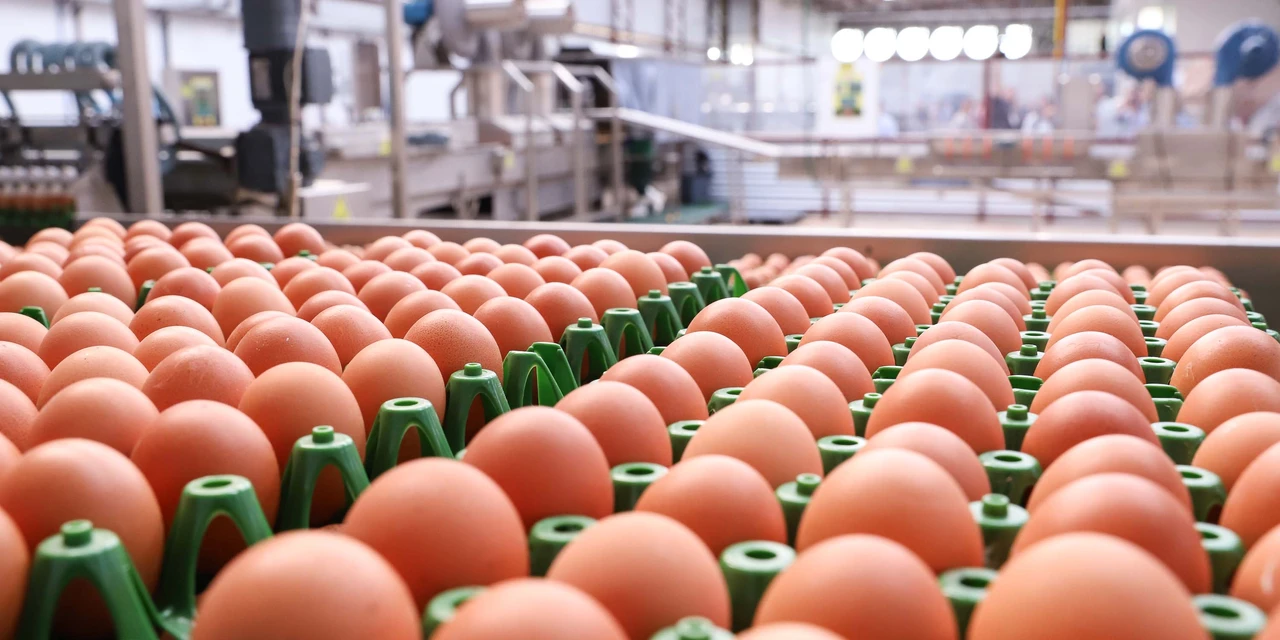 Preço da dúzia do ovo reduz 8,8% em setembro no PR, aponta boletim agropecuário