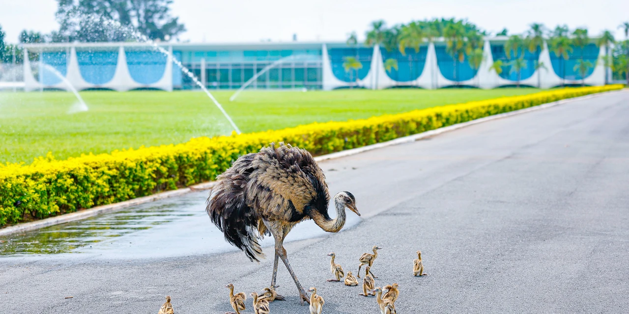 Referência em manejo de animais silvestres, Itaipu presta orientação sobre emas do Palácio do Alvorada