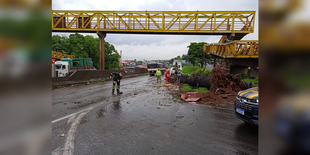 Queda de árvore de grande porte interdita Avenida Presidente Kennedy durante a madrugada em PG