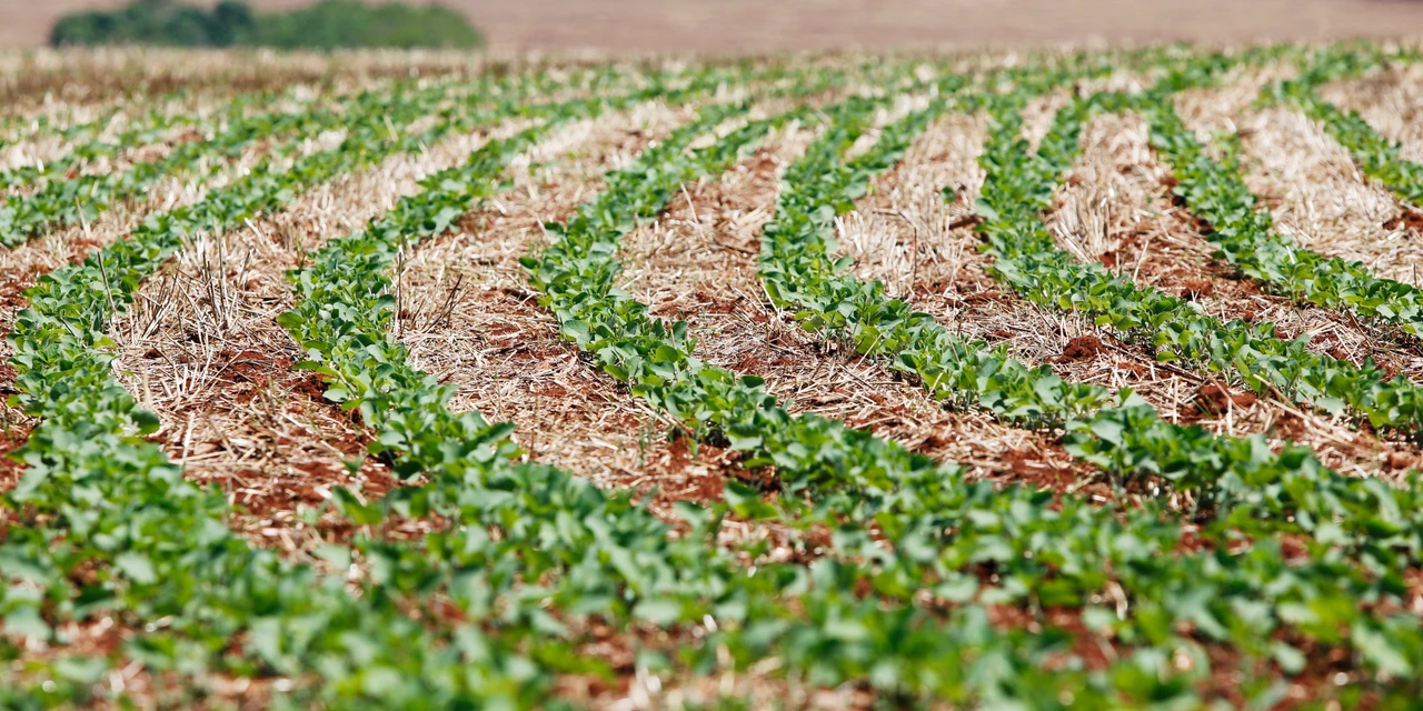 D'P Agro: O solo ensinou