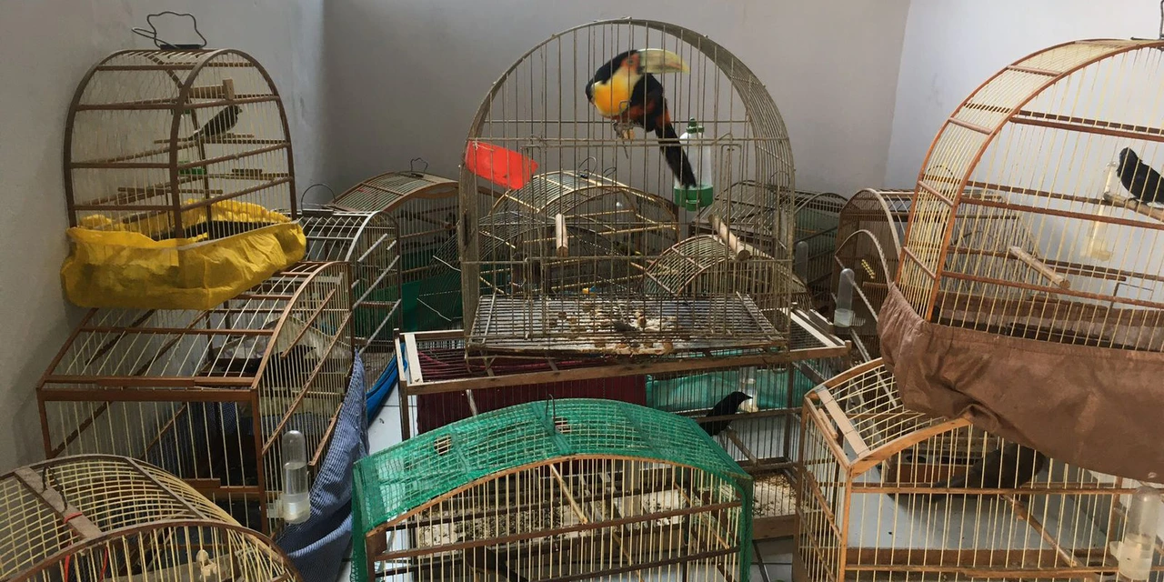 IAT resgata 20 aves silvestres vítimas de maus-tratos