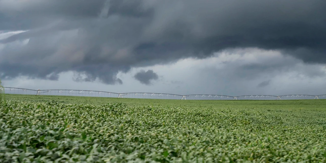 Chuvas acima das médias impactam produção agropecuária paranaense