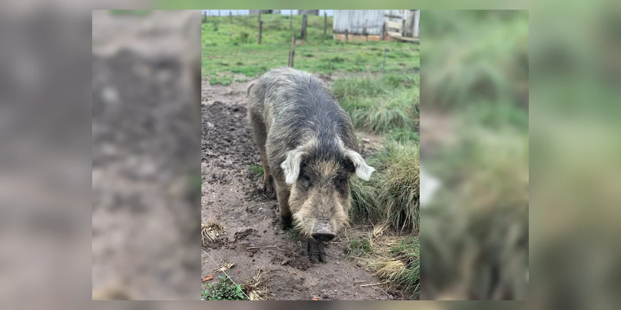 Palmeira dá os primeiros passos para organizar a criação de porco Moura