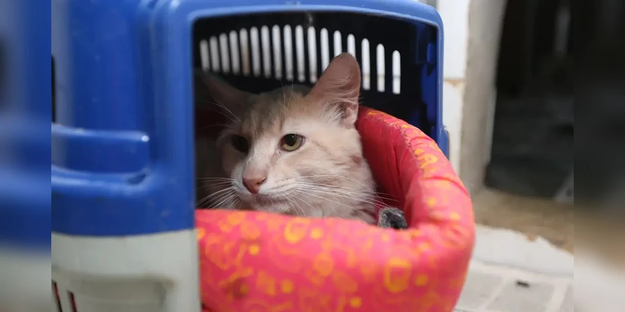 Animais também estão sujeitos a estresses devido às altas temperaturas